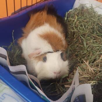 Rescue Guinea Pig Guinea Pigs for Adoption in Brockton, Massachusetts - Gina | PetCurious